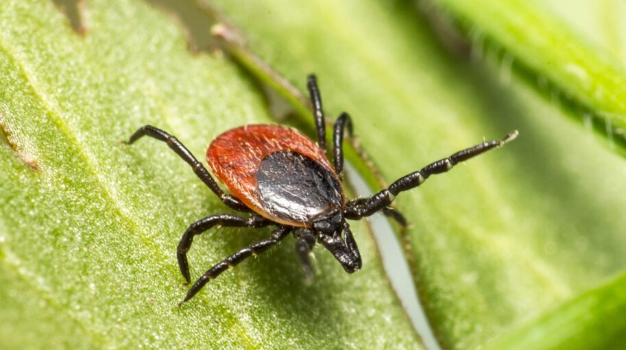 Tick1 - Hilliard Pediatrics
